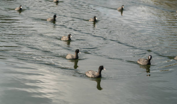 istock Group of coot on the lake 916530602
