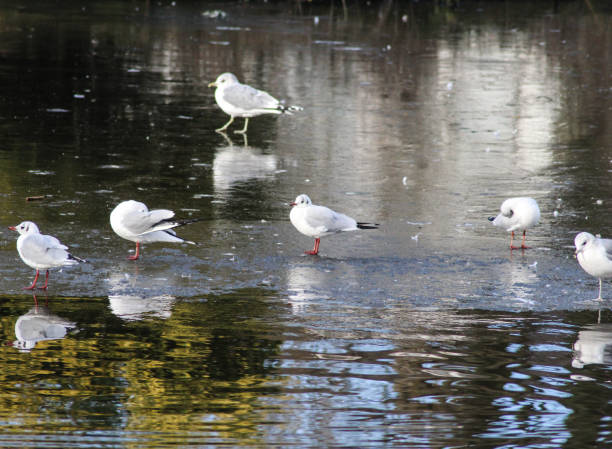 gaviota de cabeza negra (chroicocephalus ridibundus) caminando en el hielo - common black headed gull fotografías e imágenes de stock