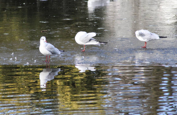 gabbiano dalla testa nera (chroicocephalus ridibundus) che cammina sul ghiaccio - common black headed gull foto e immagini stock