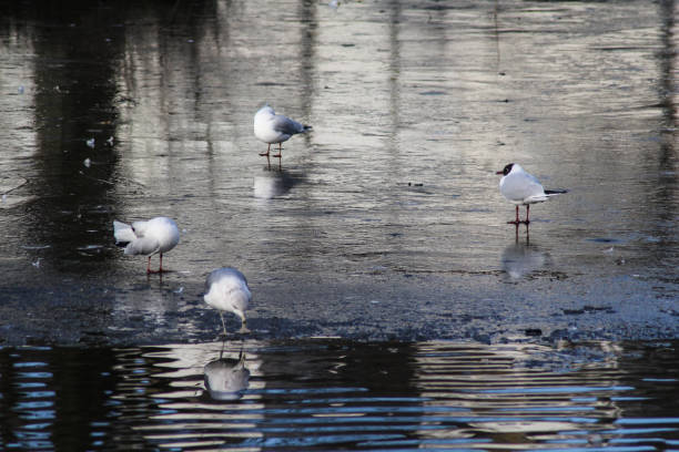 gaviota de cabeza negra (chroicocephalus ridibundus) caminando en el hielo - common black headed gull fotografías e imágenes de stock