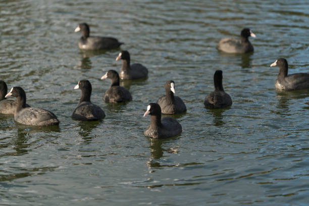 istock Group of coot on the lake 916531214