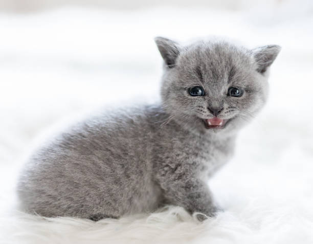 istock Lovely little kitty sitting and meowing. 916533330
