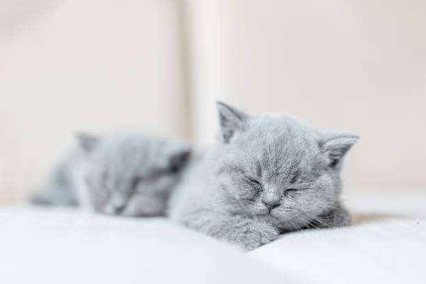 istock Cute tiny cat sleeping sweetly on his tummy. 916533368