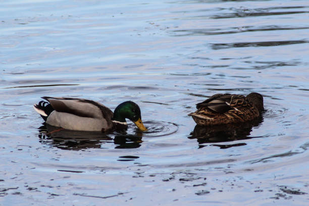 istock Wild duck or mallard (Anas platyrhynchos) pair swimming in lake 916533628