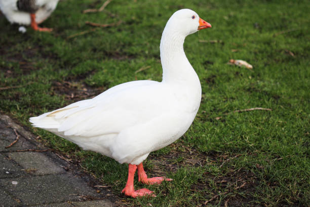 istock White domestic geese (Anser anser domesticus or Anser cygnoides domesticus) standing on grass 916533904