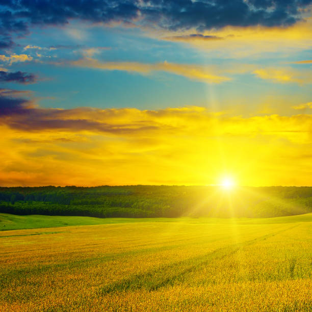 istock Wheat field and a delightful sunrise. 916533992