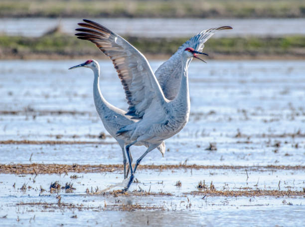 istock Tongue in Beak 916534212