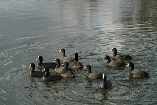 Group of coot on the lake