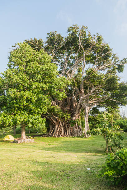 istock Yellow tent under giant banyan tree, Espiru Santo, Vanuatu 916537340