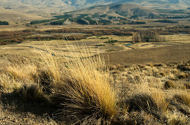 Pampas grass in Argentine precordiliera stock photo