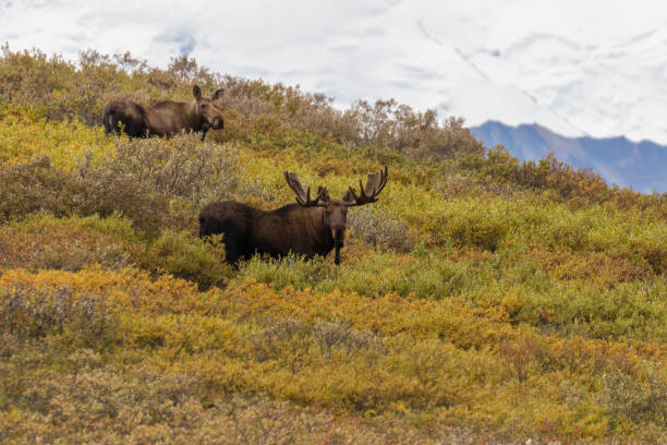 a bull and cow Alaska Yukon moose in Denali National Park