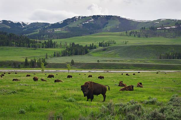 istock Bison, Lamar Valley, Yellowstone National Park 91654653