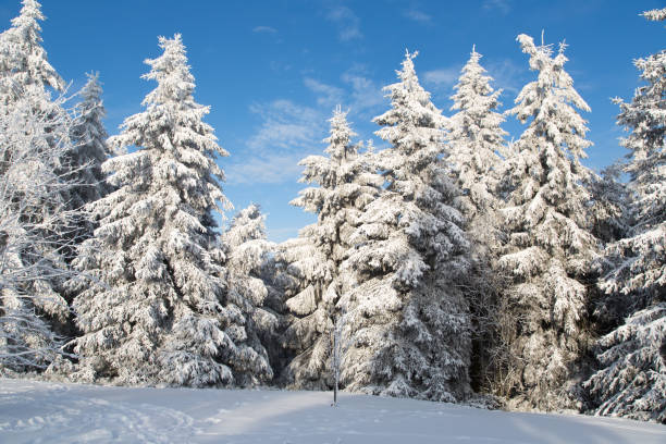 istock Snow in Winterberg, Germany 916551256