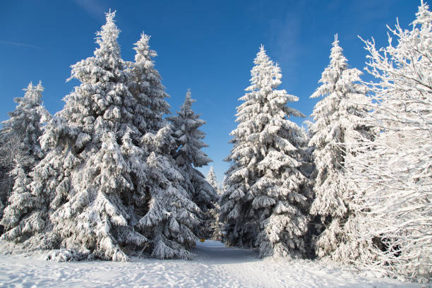 istock Snow in Winterberg, Germany 916551528