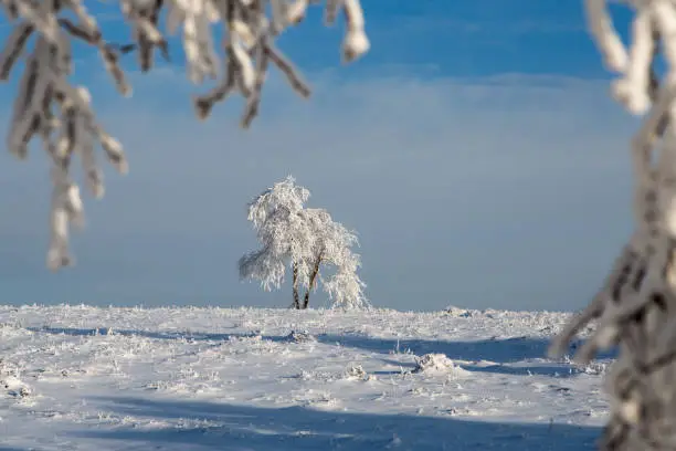 snow covered tree in winter, in the middle of a field