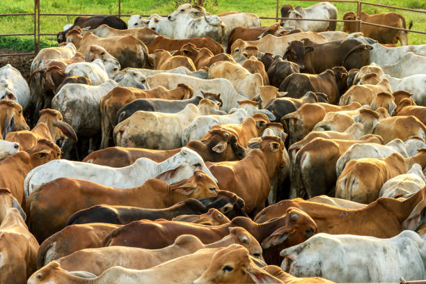 istock group of cow in cowshed with beautiful sunset scene 916551918