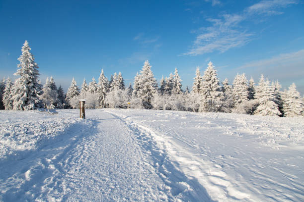 Snow in Winterberg, Germany snow covered trees in winter winterberg photos stock pictures, royalty-free photos & images