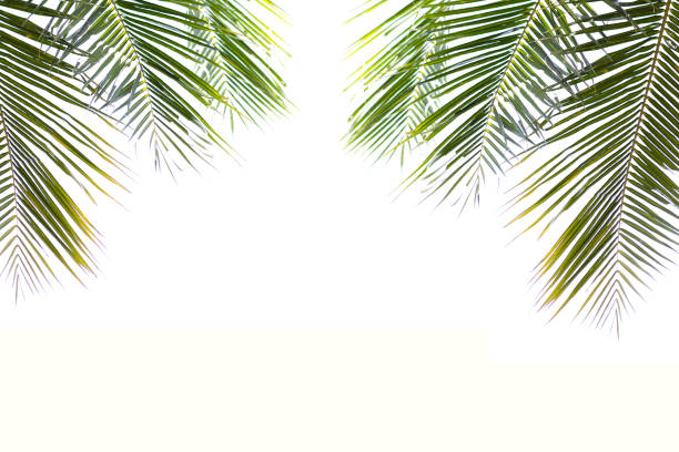 istock coconut green beautiful leaves isolated on white background 916556128