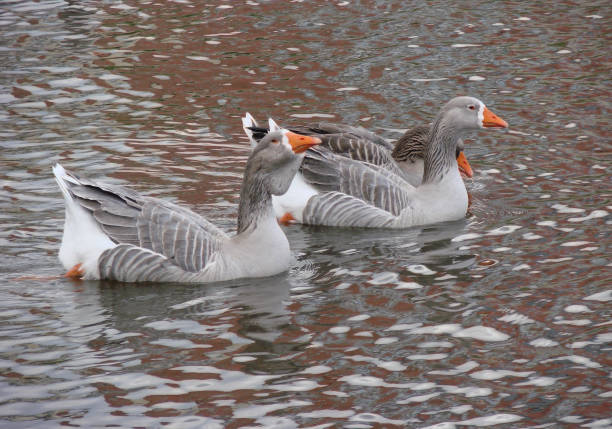 Three brown/grey Toulouse geese are swimming along the river Exe in Exeter during the winter