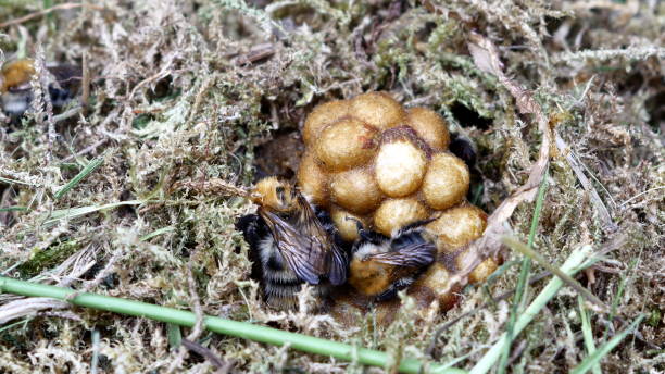 bumble bee in nest bumble bee in nest on moss background bumblebee stock pictures, royalty-free photos & images