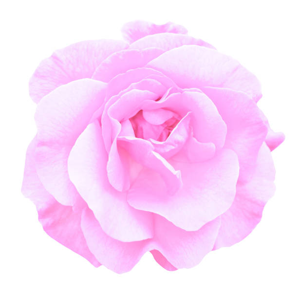 istock Tender pink rose flower macro isolated on white 916564540