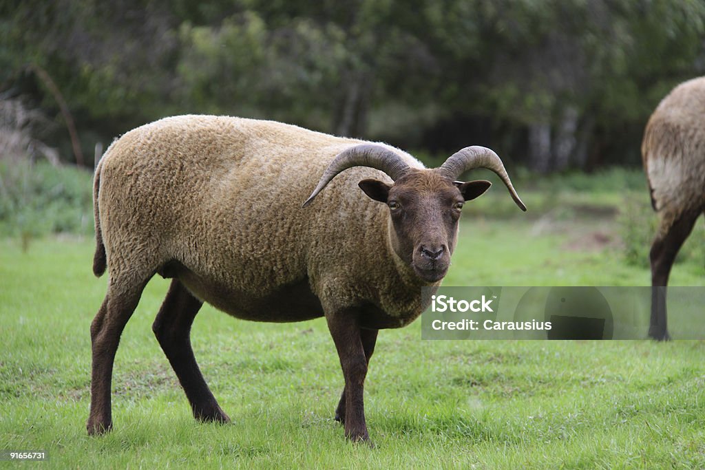 Manx Loghtan oveja - Foto de stock de Agricultura libre de derechos