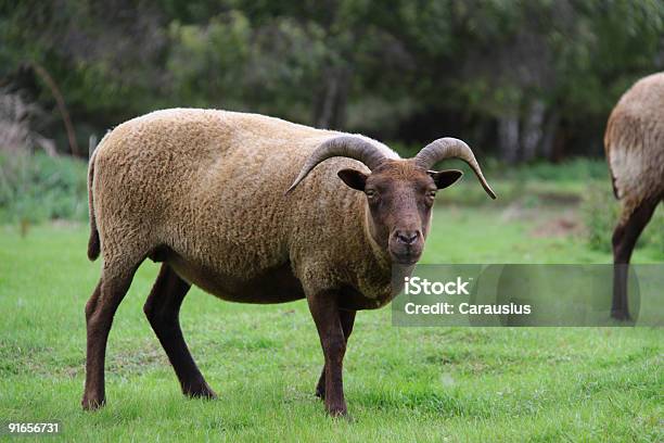 Manx Loghtan Oveja Foto de stock y más banco de imágenes de Agricultura - Agricultura, Aire libre, Animal