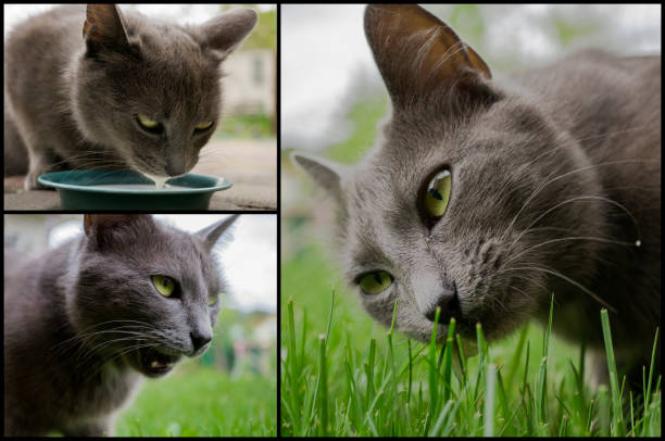 Grey cat mosaic mix collage set