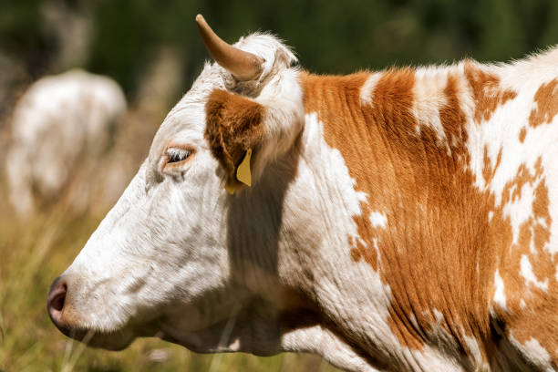 Close-up of a Cow- Portrait of a white and brown heifer with horns