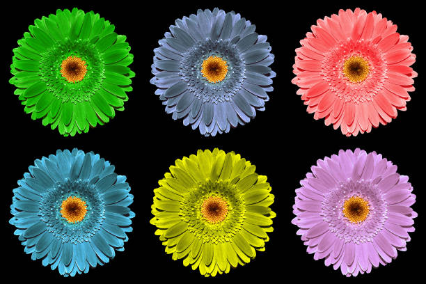 istock Pack of colored gerbera flowers macro isolated on black 916568416