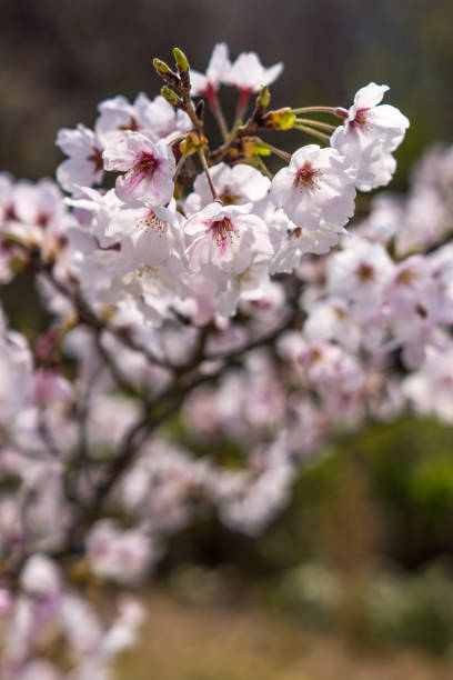 istock japanese cherry 