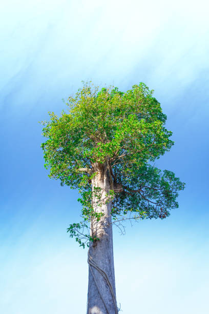 istock tree on sky background detail nature 916571422