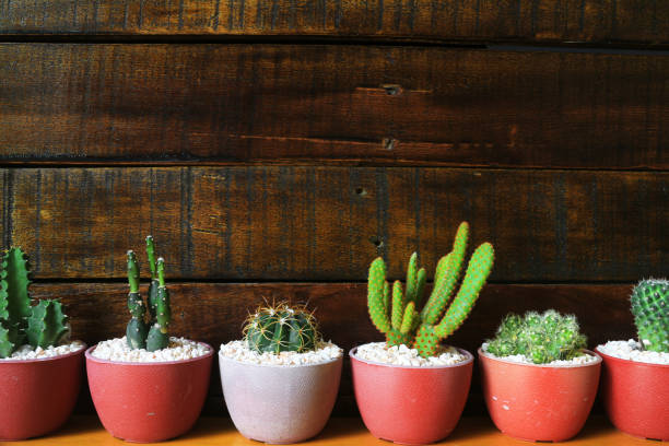 istock Several Little Cacti Wooden Background with Space for Text 916572056