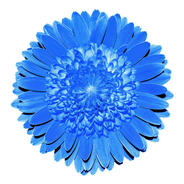 istock Surrealistic fantasy blue flower macro isolated on white 916572066