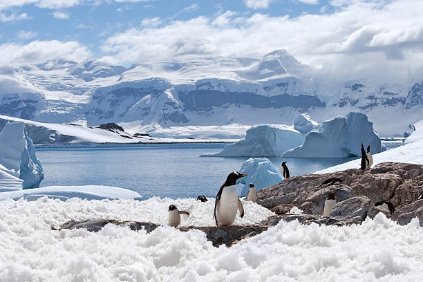 magical home of penguins  paradise bay antarctica stock pictures, royalty-free photos & images