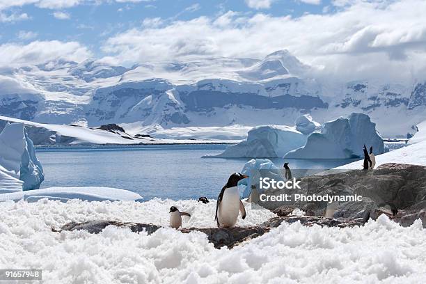 Magical Home Of Penguins Stock Photo - Download Image Now - Antarctica, Penguin, South Pole