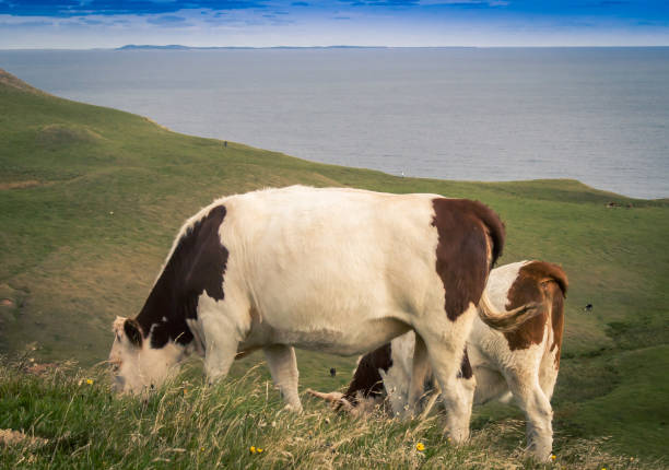 istock Cows on the Magdalen Islands 916579902