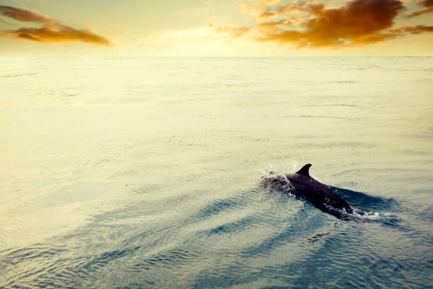 istock Dolphin jumping in the ocean at sunset. Maldives 916582552