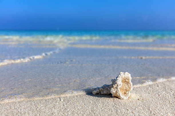 istock Shell, coral reef on sandy tropical beach in Maldives 916582594