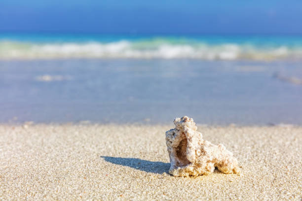 istock Shell, coral reef on sandy tropical beach in Maldives 916582608