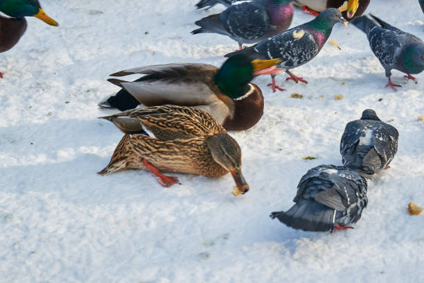 istock the birds in winter 916586910