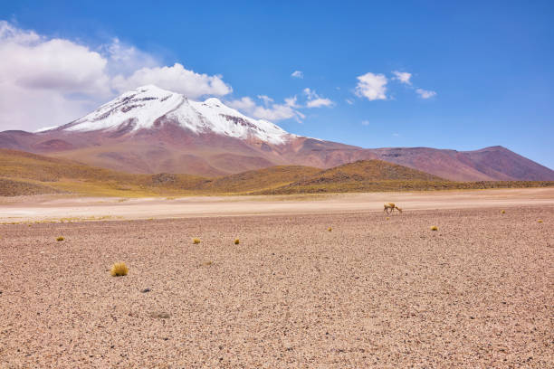 istock Andes Mountains Panorama With a Vicuna 916587268