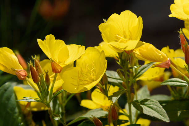 Beautiful Yellow Oenothera flowers. Evening Primrose