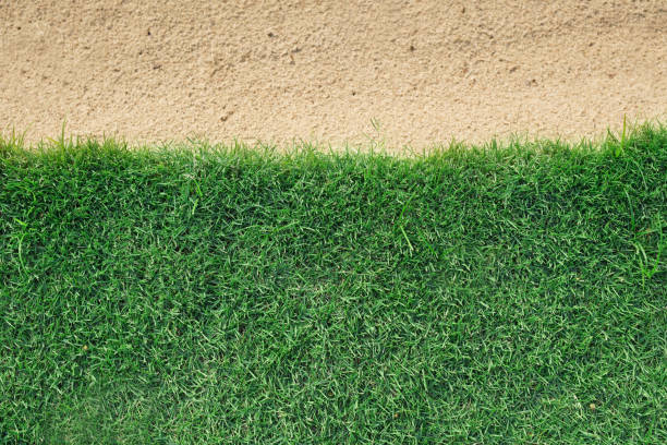 istock background of green grass with sand bunker in a golf course 916596132