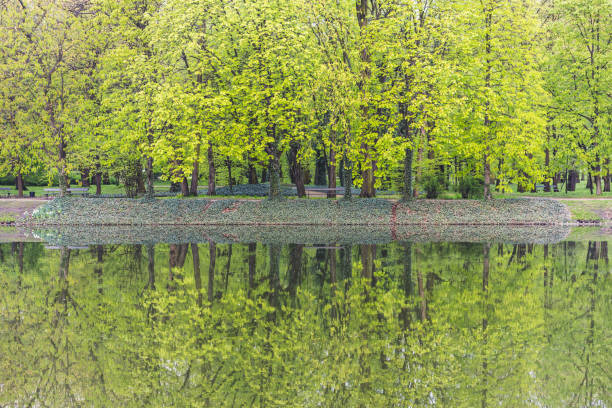 The inverted image of willow tree on the water