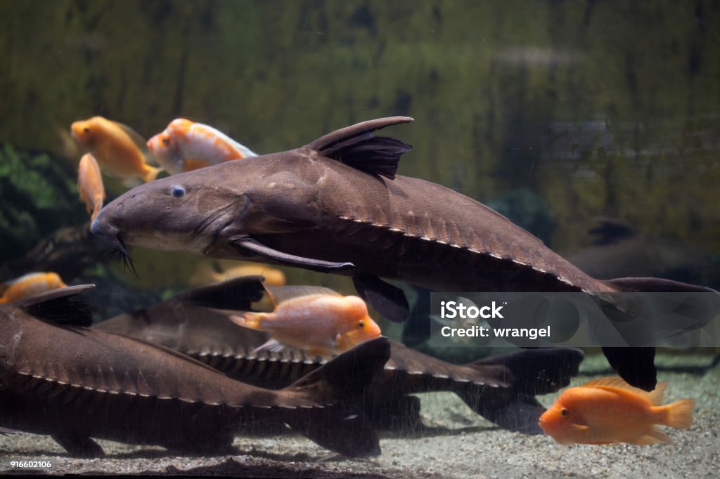 Ripsaw Catfish Stock Photo - Download Image Now -  Region