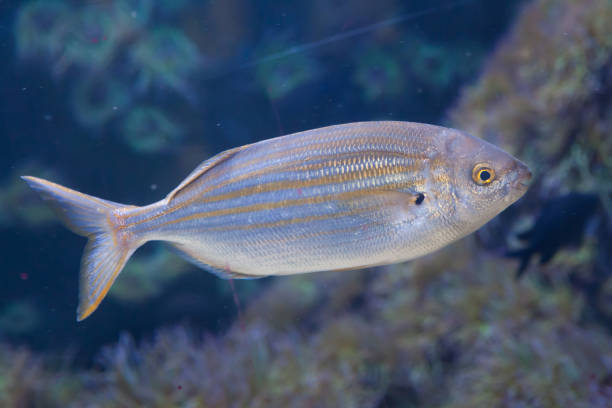 istock Salema porgy fish (Sarpa salpa) 916602348