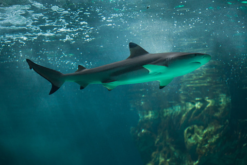 Underwater landscape with wildlife and a bull shar.