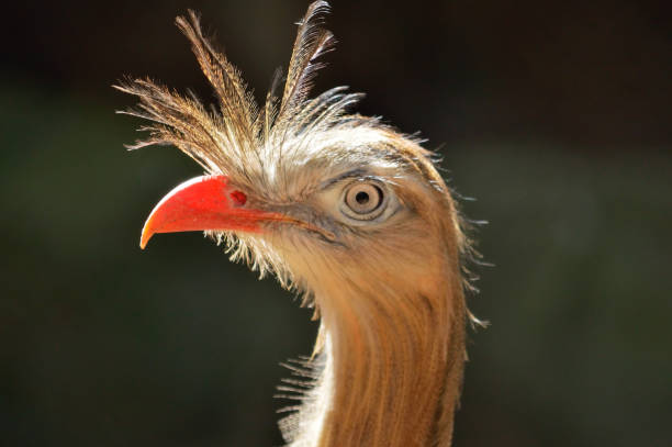istock Siriema brazilian bird headshot against a blurred background 916602646