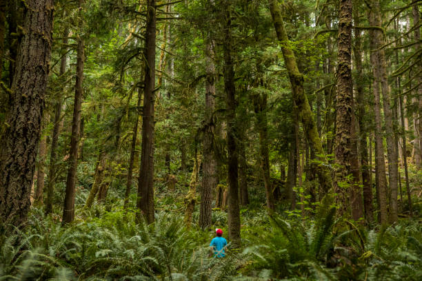 las w skookumchuck zwęża park wojewódzki. - british columbia rainforest forest canada zdjęcia i obrazy z banku zdjęć